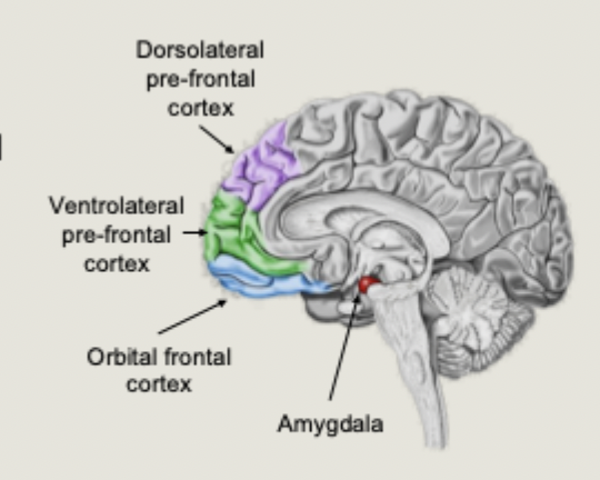 <p>Recognition and generation of emotions</p>