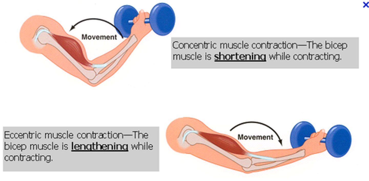 <p> <span class="bgY">extending your elbow</span> <span class="bgP">(lengthening the muscle)</span> and maintaining tension while holding a 5 pound weight</p>