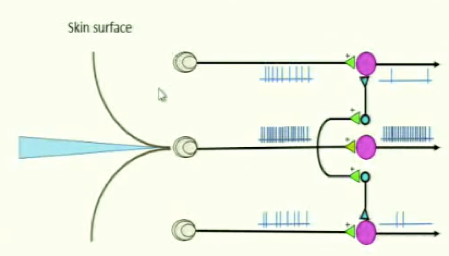 -neurons with long axons that relay information between different regions of the brain are excitatory (projection neurons)
-neurons with short axons that relay information within a localized region of the brain are inhibitory (interneurons)
-allows for strong excitatory input signals to pass through and reach the brain but the filtering out of weaker input signals 
-strong excitatory input signals will synapse with inhibitory neurons to excite them so that they will filter out weaker signals 
 -this generates more precise and localized signals
-inhibits the excitatory neurons laterally- to the periphery of a receptive field