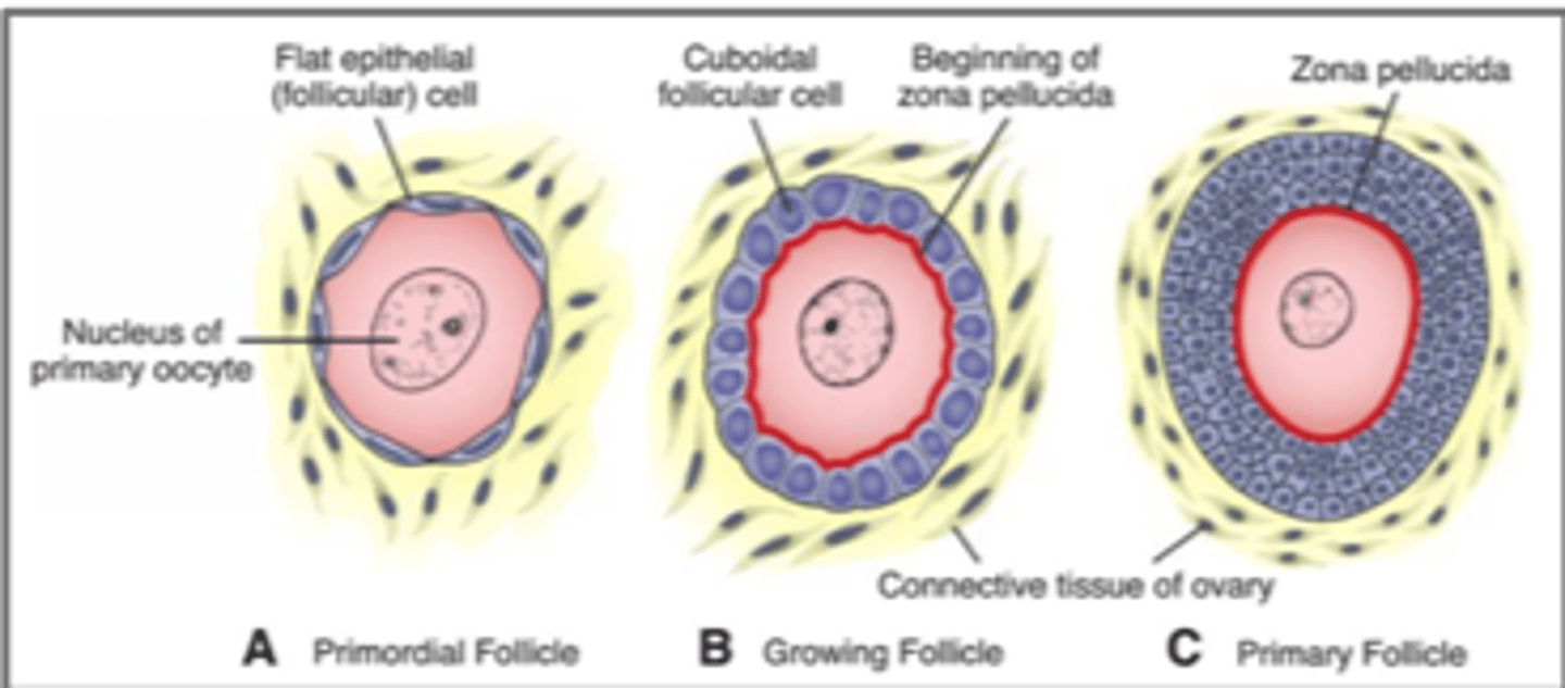 <p>Puberty, primary oocyte, 15-20 primary follicles begin to grow each month</p><p>Follicular cells: squamous -&gt; cuboidal (granulosa cells); single layer -&gt; stratified</p><p>Granulosa cells: produce zona pellucida</p><p>Theca folliculi: CNT surrounding ovarian</p>