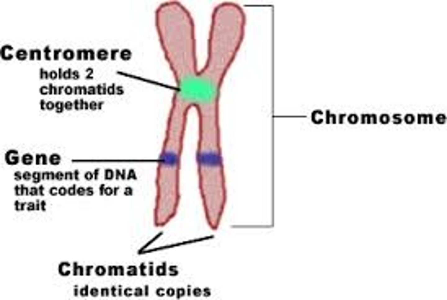 <p>tightly coiled, threadlike structures made of DNA molecules that contain the genes</p>