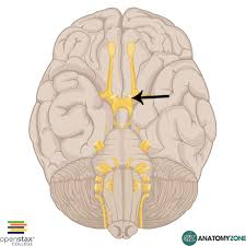 <p>A bundle of Nerve fibers that transmit information from the eyes to the brain</p>