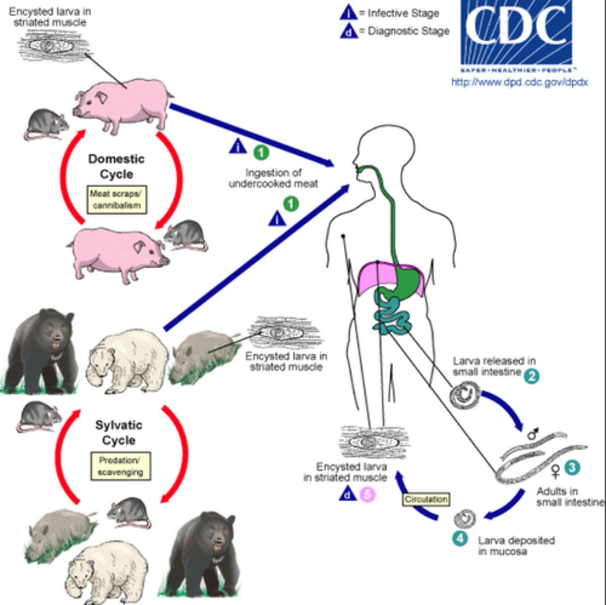 <p>Helminth (Nematode)</p><p>disease - trichinosis or trichinellosis</p><p>symptoms - may be asymptomatic or GI or muscle encystment</p><p>transmission - ingestion of meat with encysted larvae</p><p>specimen &amp; identification - ELISA, muscle biopsies, eosiniphilia</p><p>pathogenic? - yes</p>