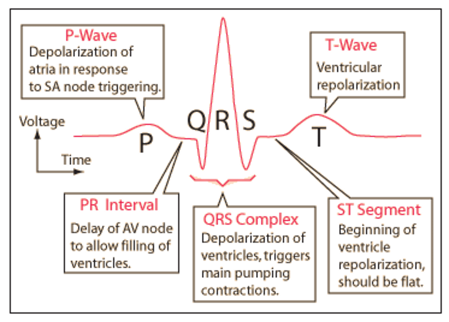 <p>-P wave</p><p>-QRS complex</p><p>-T wave</p>