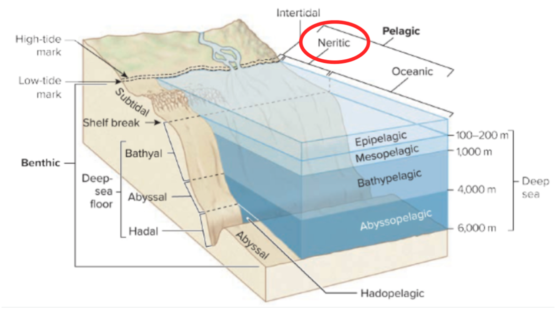 <p><strong>The intertidal zone (littoral zone):</strong> Exposed to air when the tides go out.</p><p class="MsoNoSpacing"><strong>The subtidal zone (sublittoral zone):</strong> The continental shelf below the intertidal (always submerged).</p><p class="MsoNoSpacing">+ the deep-sea floor.</p>