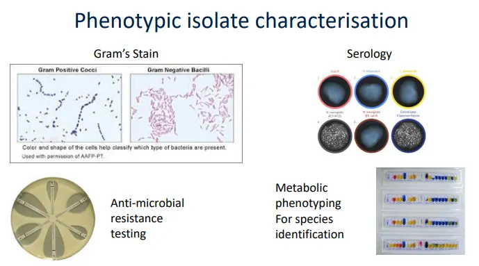 <ul><li><p>staining + microscopy to observe morphology</p></li><li><p>responses to anti-microbial compounds, pHs and temperatures</p></li><li><p>serology- applying antibodies and determining responses</p></li><li><p>metabolic phenotyping- using strips with different metabolites to produce a metabolic fingerprint</p></li><li><p>MALDI-TOF- mass spectrometry of all proteins found to obtain a protein fingerprint</p></li><li><p>DNA sequencing- comparing single genes, multiple loci or whole genomes using gel electrophoresis/Sanger sequencing</p></li></ul><p></p>