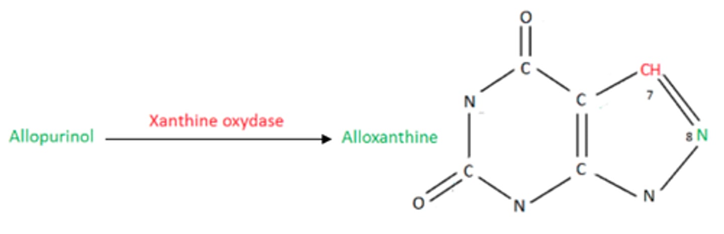 <p>L'alloxanthine va rester liée à la xanthine oxydase et l'inactiver</p><p>=&gt; l'empêche de former excessivement de l'acide urique</p>
