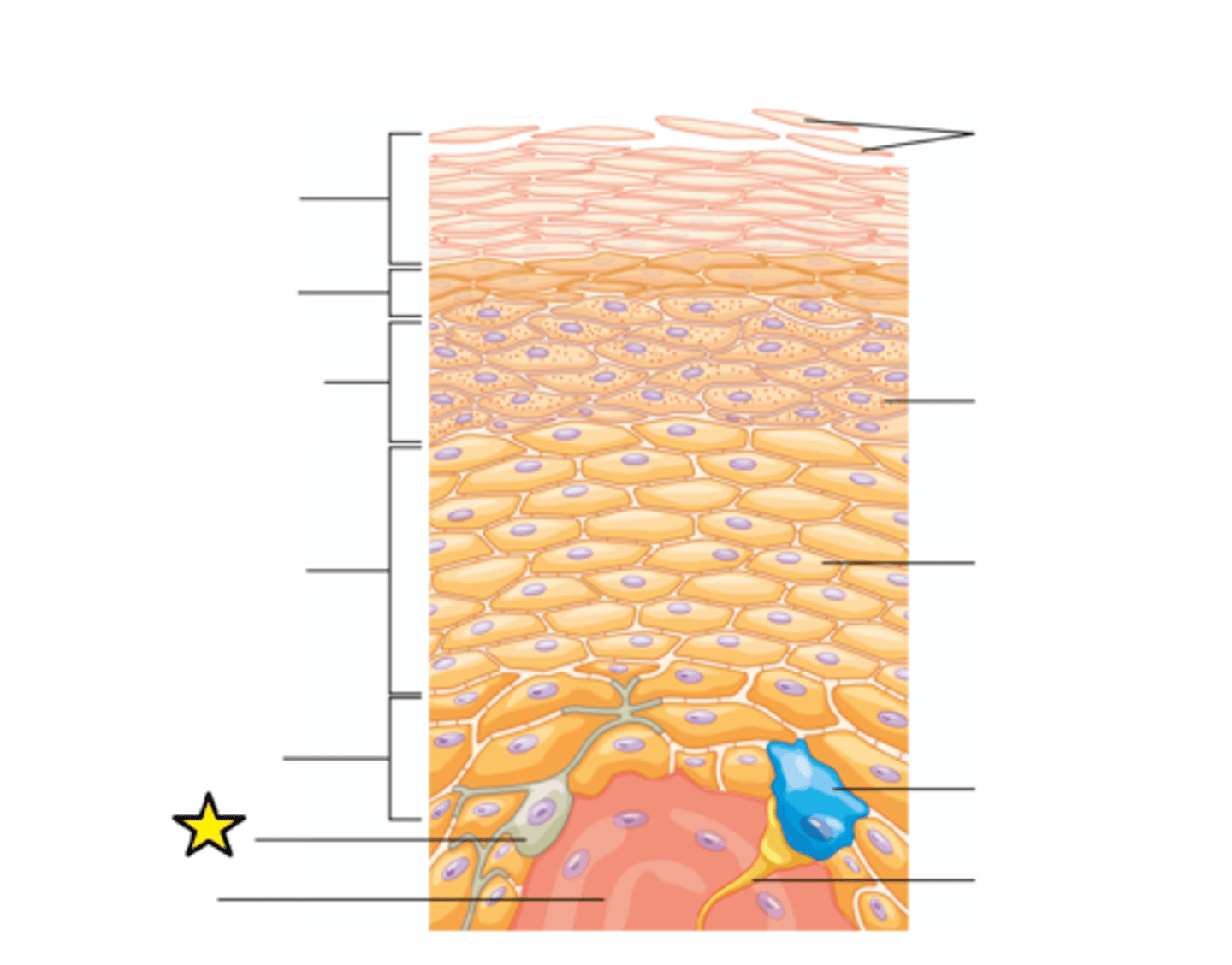 <p>The relative coloration of the skin depends of the amount of melanin produced by this cell in the stratum basale and taken up by keratinocytes.</p>