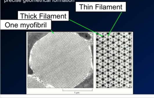 \-each thick (myosin)filament is surrounded by 6 thin (actin) filaments, so very well organized on a cross section 