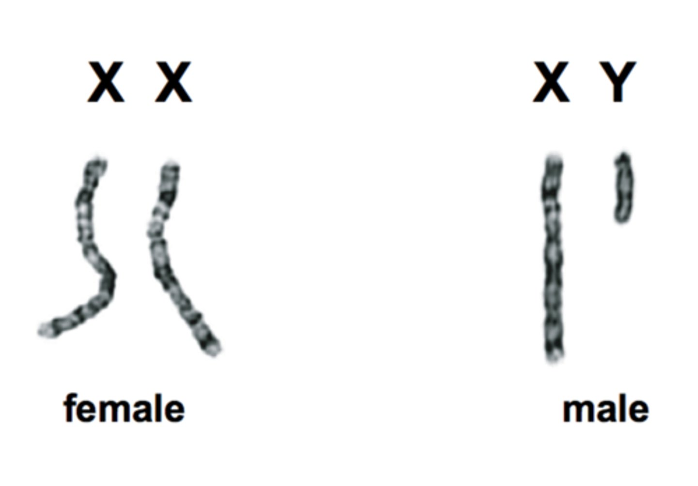 <p>-pair during meiosis I (synapsis occurs but no recombination or crossing over)</p><p>-segregate during meiosis II</p><p>-gametes have either an X or Y chromosome</p>