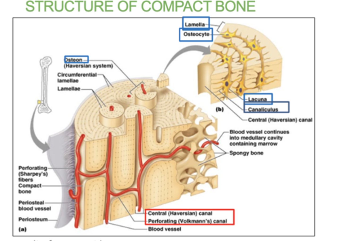 <p>- Osteon: basic unit of compact bone. there's a canal in between each osteon.</p><p>- Bone lamellae: basic structure of compact bone. concentric rings/layers of collagen fibers and bone matrix .</p><p>- Central canals and Perforating canals: contain blood vessels and nerves</p>