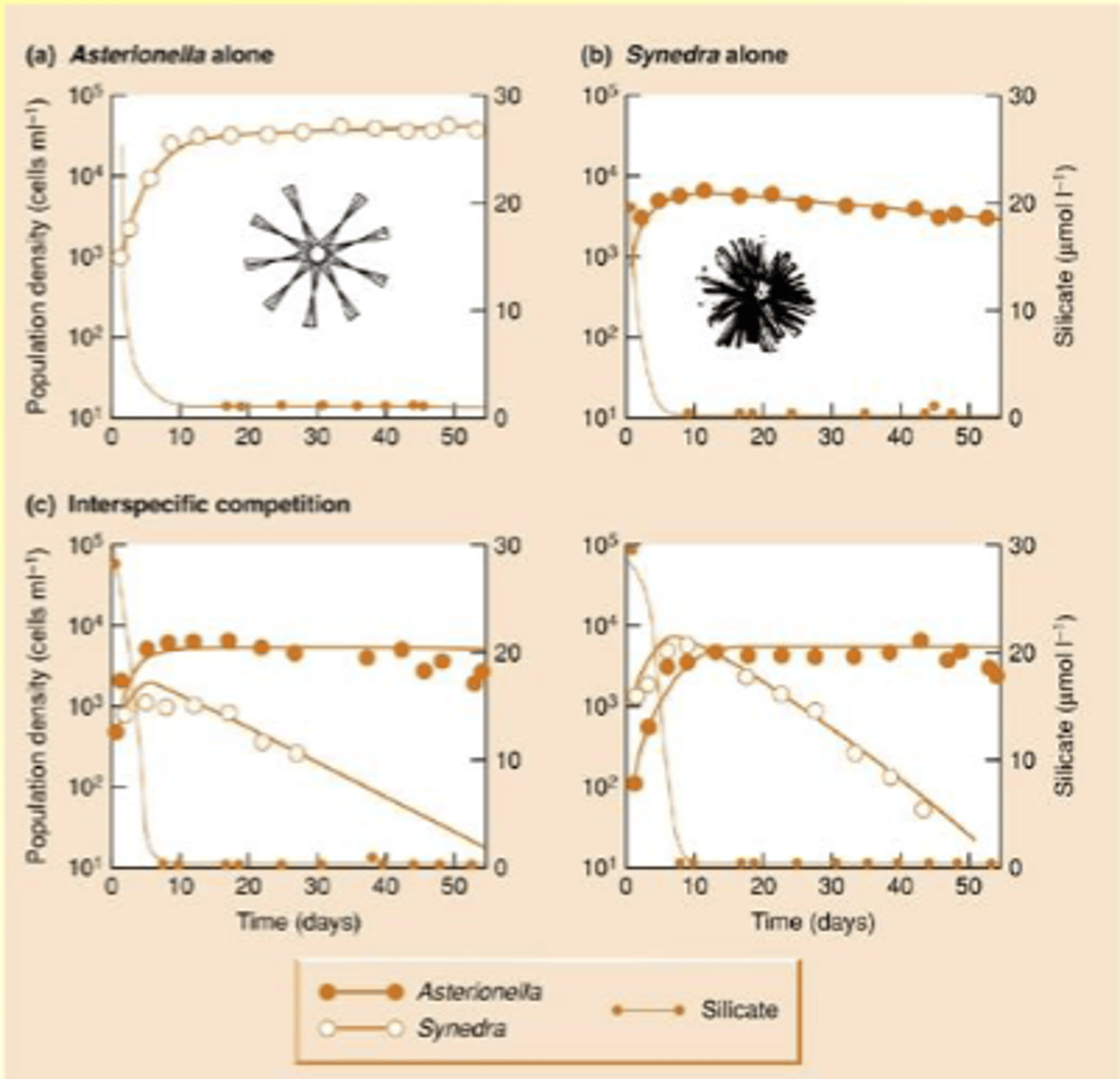 <p>resource that species are competing for</p><p>Limited resource 'somehow' included in competition coefficient α</p>
