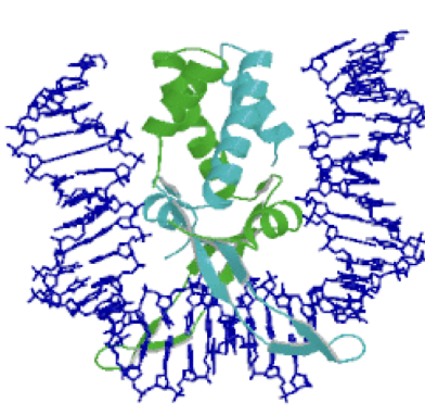 <p><strong>Nucleoid associated proteins</strong> (histone-like, more primitive bind in large numbers to the genome)&nbsp;<strong>are major global regulators that play roles in gene regulation.</strong></p><p><strong><mark data-color="green" style="background-color: green; color: inherit;">e.g. IHF play a major role in allowing upstream regulators to contact RNAP and facilitate the bending and structuring of DNA for proper transcription initiation&nbsp;</mark></strong></p><p><strong><mark data-color="green" style="background-color: green; color: inherit;">*binds to minor groove</mark></strong></p>
