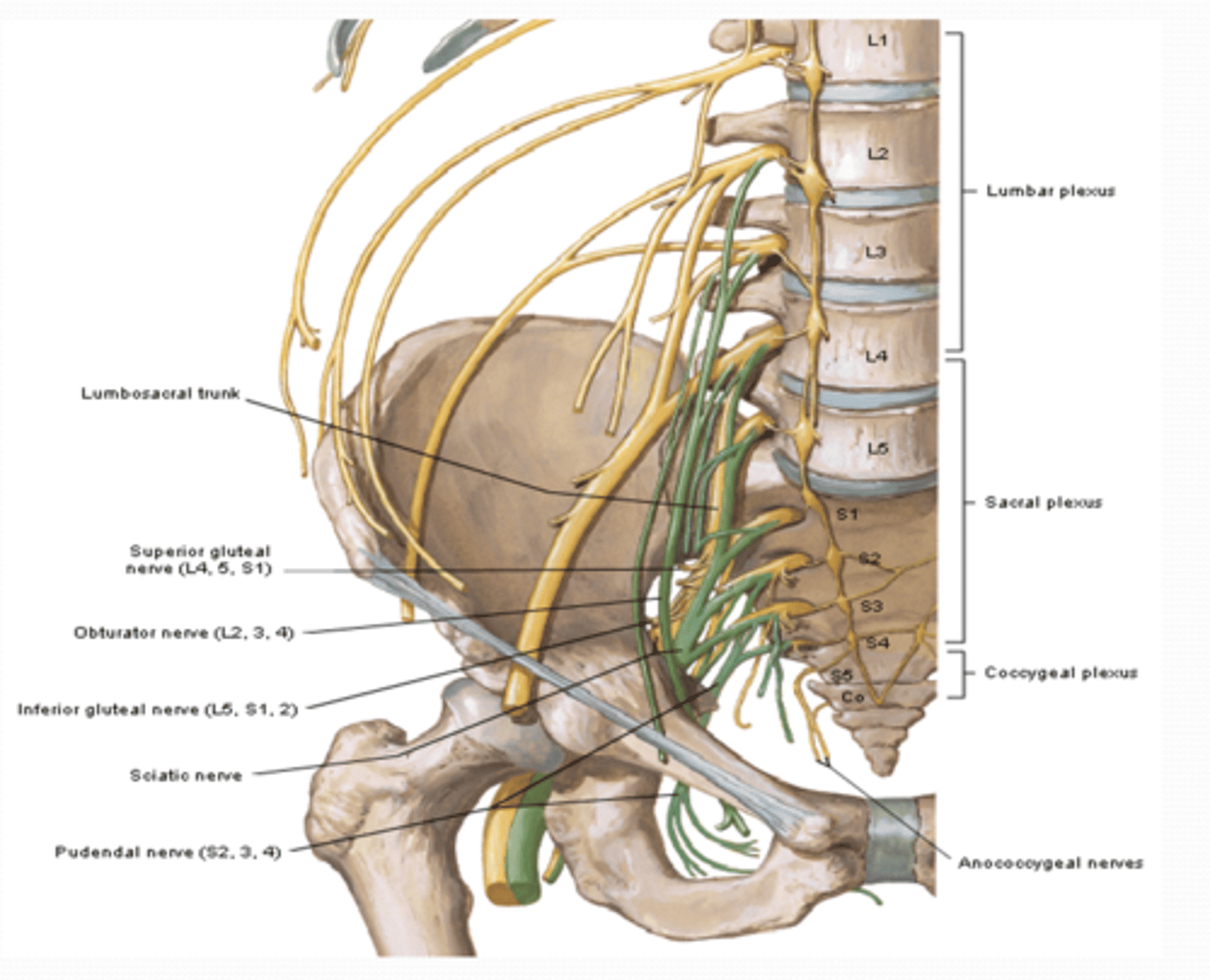 <p>What does the Obturator nerve (L2 – L4) innervate? </p>