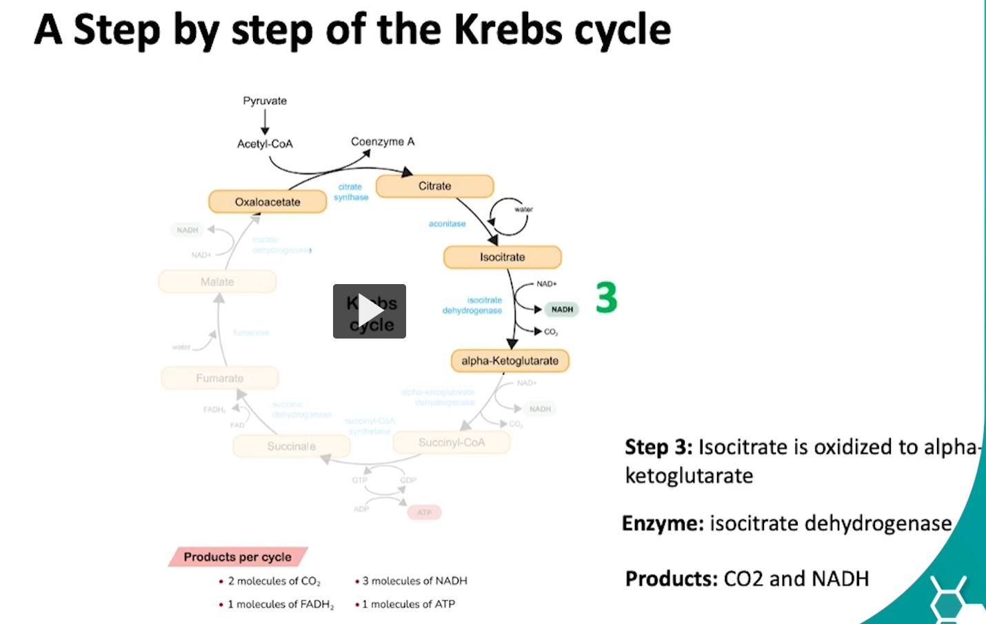 <p>during the third step of the cycle, isocitrate is oxidized into alpha ketoglutarate via the isocitrate dehydrogenase. </p><p>what is happening here is the hydroxyl group of isocitrate is oxidized to a carbonyl group forming oxalosuccinate. </p><p>then oxalosuccinate undergoes decarboxylation which will release CO2 and form alpha-ketoglutarate. </p>