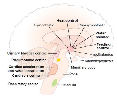 <p>Hypothalamus - Homeostasis</p>