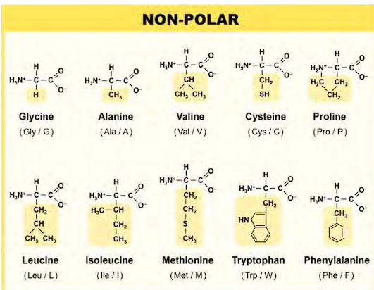 <ol><li><p>all of them EXCEPT FOR TRYPTOPHAN has a one letter code that matches the first letter of their name</p></li><li><p>Both cysteine and methionine have sulfur</p></li><li><p>The single letter for phenyl-alanine is “F”, because the first three letters sound like an F</p></li><li><p>Methionine is the longer version of cysteine, &amp; the sulfur on methionine does NOT have a hydrogen </p></li><li><p>Valine forms an upside down V</p></li><li><p>Proline forms a V, the V attaches to the amino side of the amino acid, forming the kink. </p></li><li><p>Isoleucine has the side chain in the shape of an L</p></li><li><p>Tryptophan &amp; phenylalanine are nonpolar, TYROSINE is polar</p></li><li><p>tryptophan has a cyclopentane, HN, and a phenyl group (a phenyl is a benzene with an R group) </p></li><li><p>tryptophan has an indole group</p></li></ol><p></p>