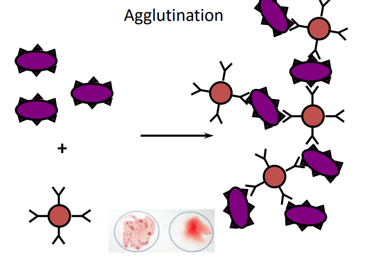 <p>mixed with red blood cells coated in antibodies - they agglutinate - large immune complex - clustering effect </p>