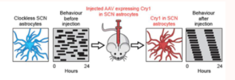 <ul><li><p>if you give the CRY1 back to only astrocytes in the SCN&nbsp;(not neurons) then the animal will show normal circadian behaviour again&nbsp;</p></li><li><p>this means astrocytes alome can drive the master clock and are sufficient to impose 24-hour timing on neurons&nbsp;</p></li></ul><p></p>