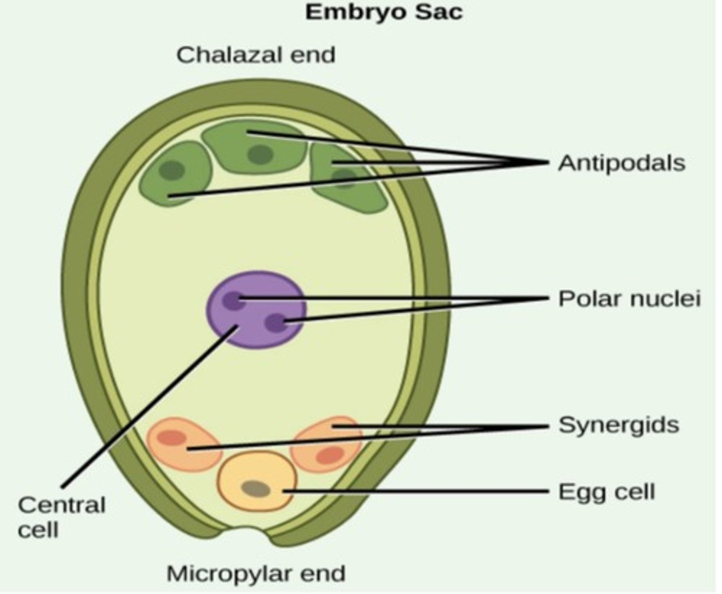 <p>A seven-celled structure developed from a megaspore containing a single egg cell.</p>