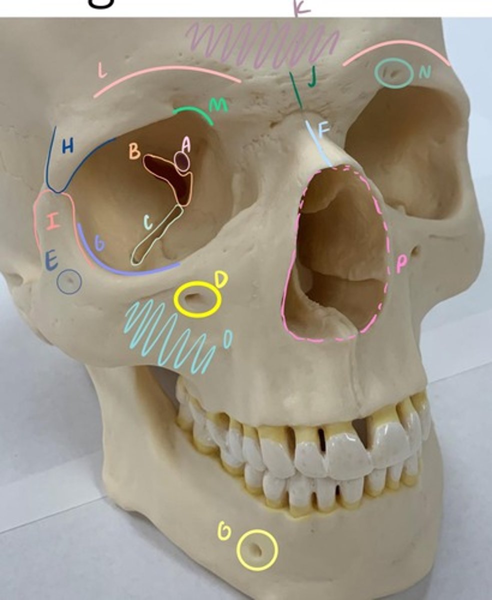 <p>N</p>