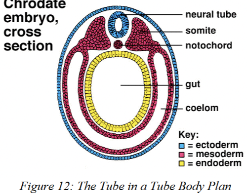 <p>a <strong>fluid-filled body cavity</strong> between the outer body wall and the digestive tube that houses internal organs and allows them to grow and move independently.</p>