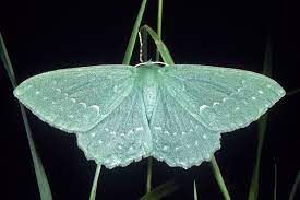 <p>Family: Geometridae</p><p></p><p>Wings usually broad and often marked with fine wavy lines</p>