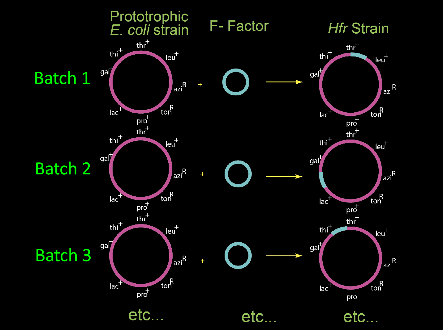 <p><span><span>Repeat experiment using different Hfr strains</span></span></p>