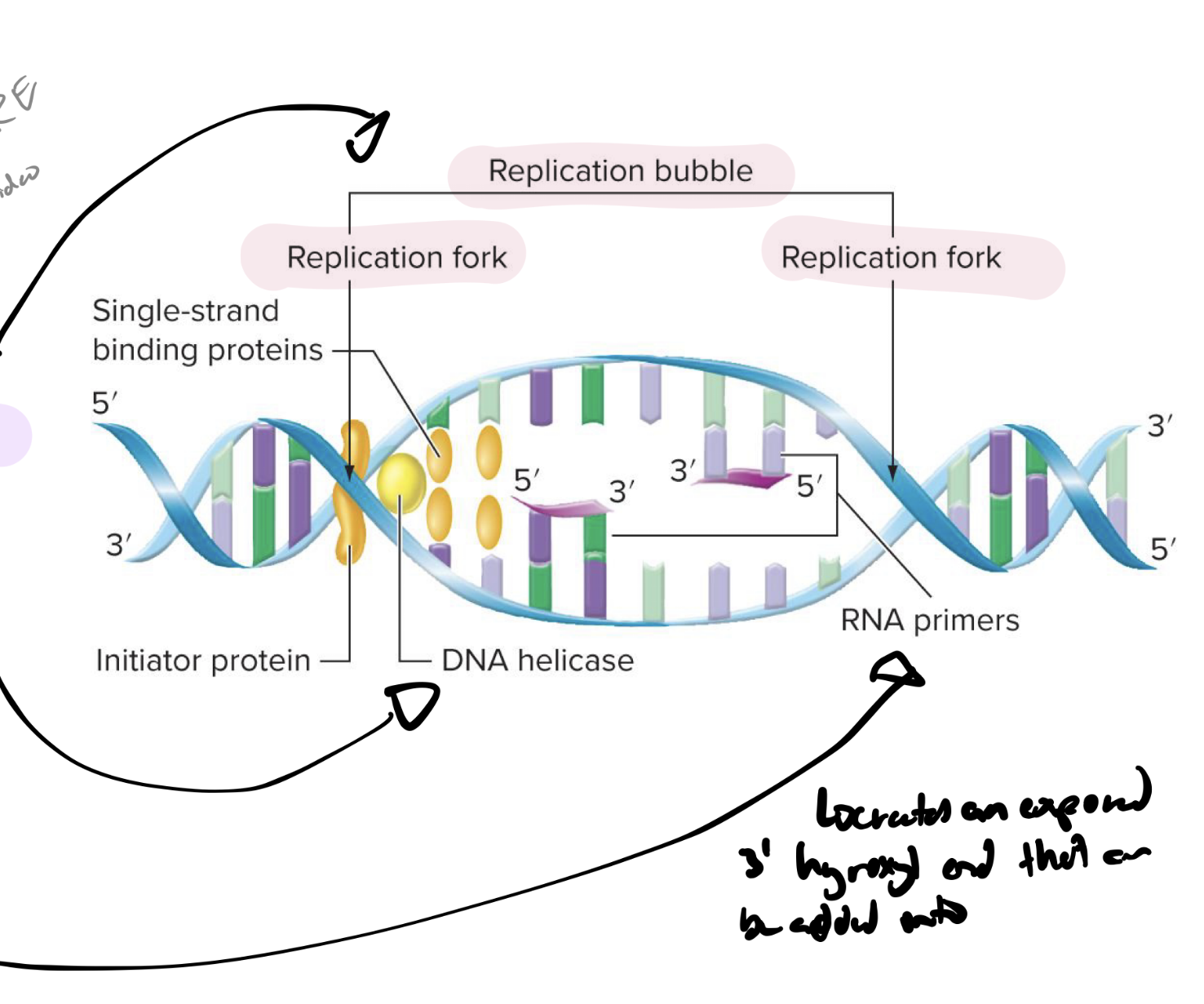 <p>create an exposed 3-OH (hydroxyl) end that can be added onto by dna pol in dna replication</p>