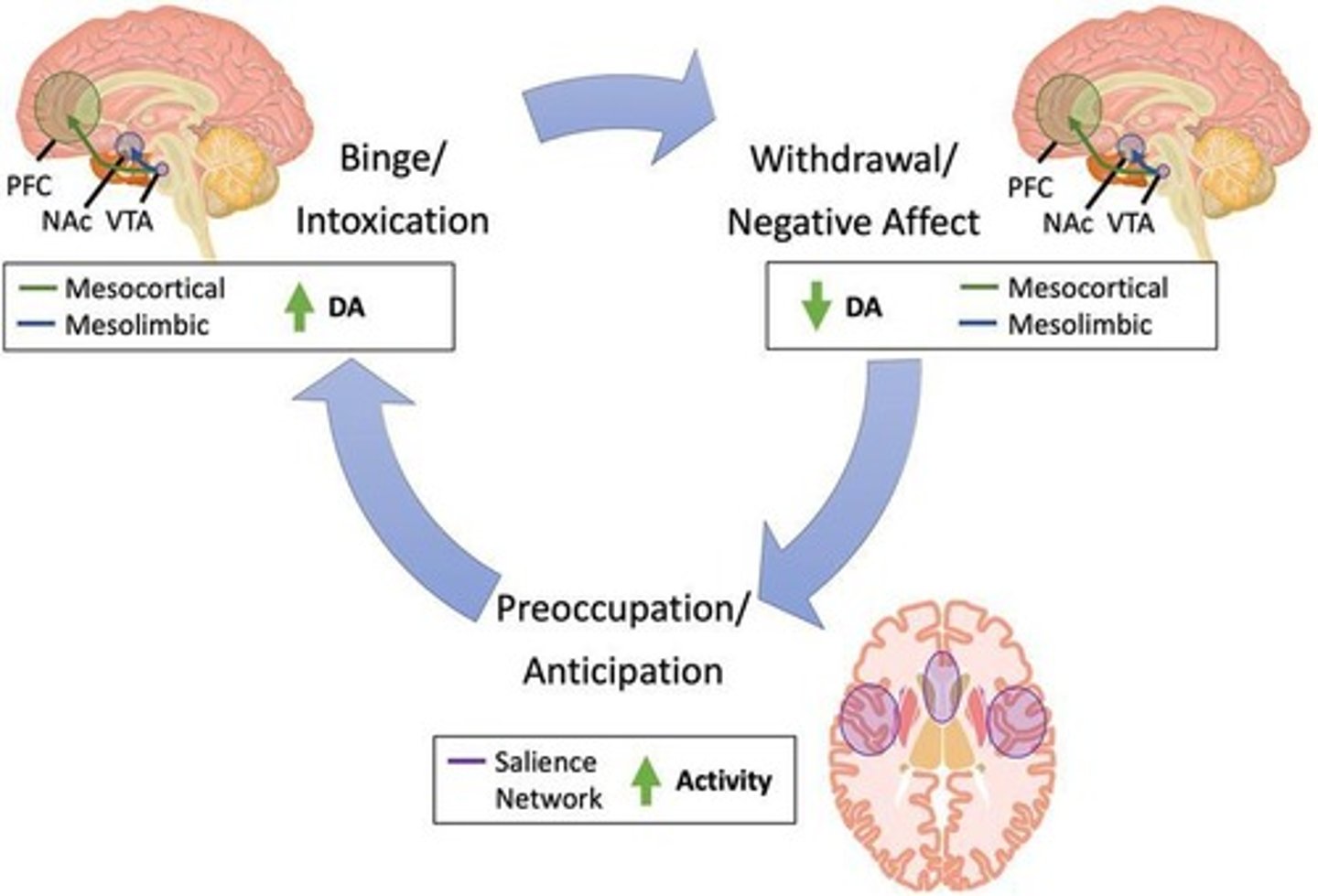<p>Drug use driven by pleasure (hedonic effects) and social influences (pressure/norms)</p>