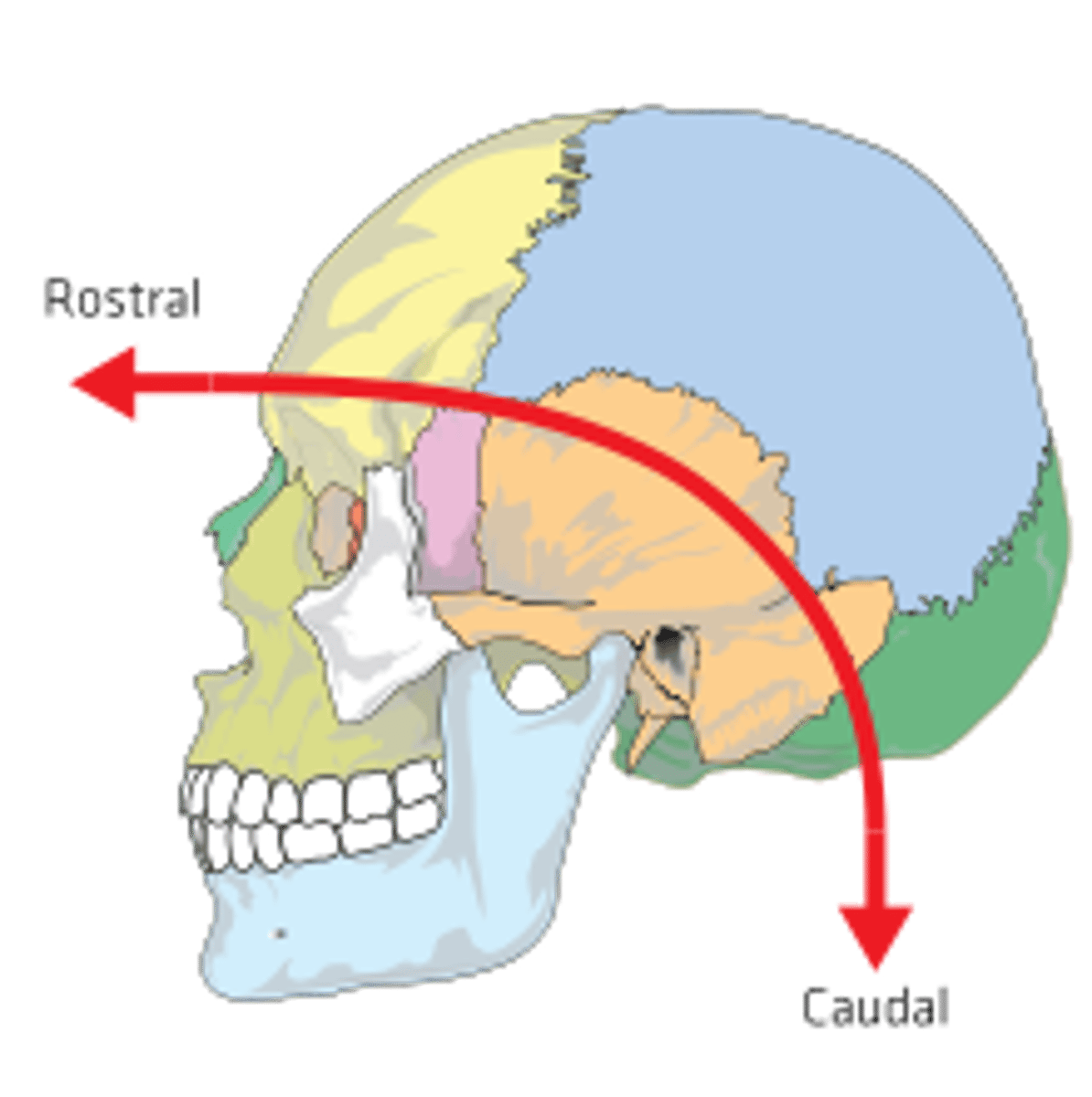 <p>which brain region is towards the forehead or nose?</p>