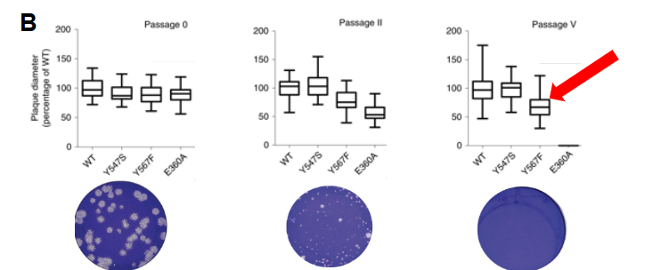 <p><span>How would you interpret the cell culture data below?</span></p>