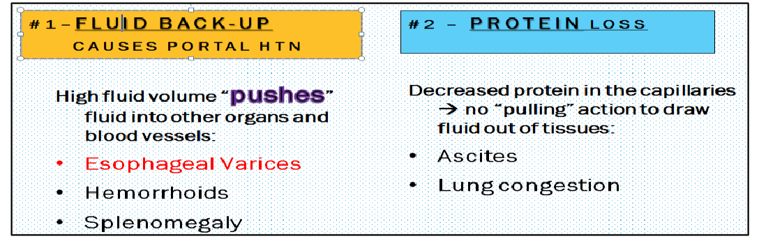 <p>Scar tissue. </p><p>Prevents normal blood flow through the liver causing back-up that leads to portal hypertension. </p><p>Damaged liver tissue cannot synthesize protein so there is not enough protein in the blood to pull fluids out of the tissues leading to acites. </p>