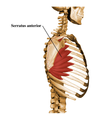 <p>innervation: Long thoracic nerve arising from the ventral rami of C5, C6, C7, before the brachial plexus.</p>