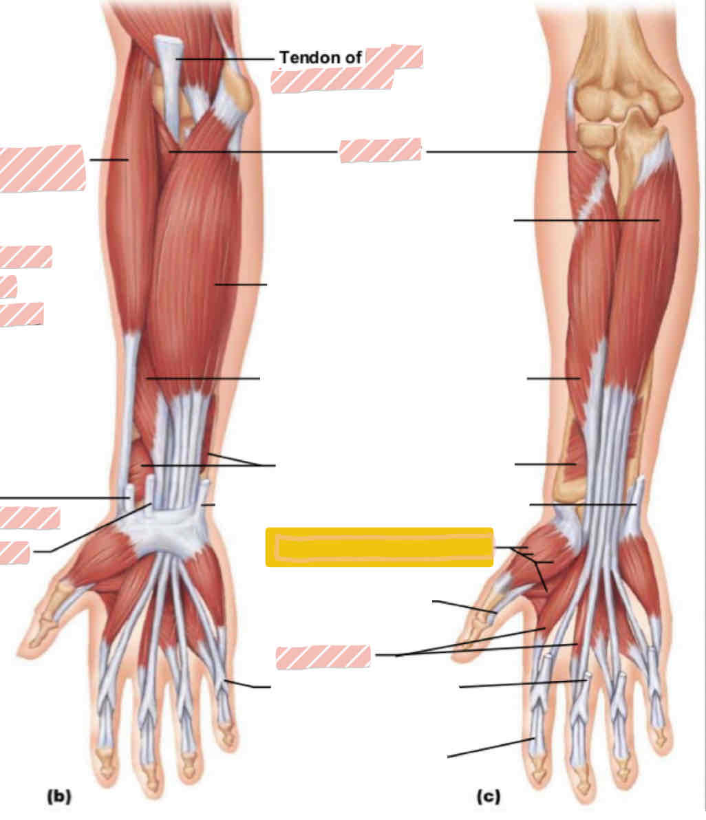 <p>Muscle of the Thumb? <span>Anterior arm</span></p>