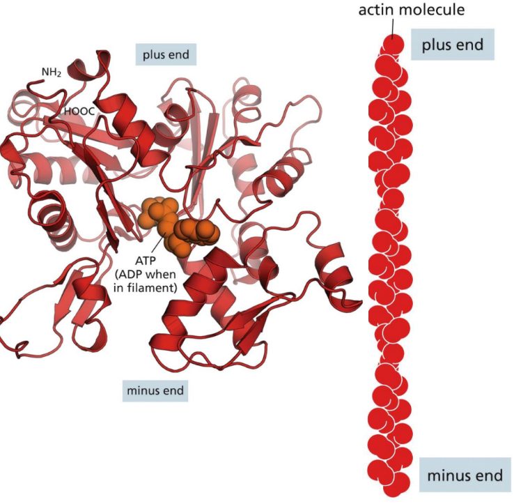 <p><span><em>Structure </em>= 2 types (F or alpha actin)&nbsp;</span></p><ul><li><p class="Paragraph SCXW165496642 BCX0" style="text-align: left"><span>G-actin = each subunit carrying an ATP/ADP (polar)&nbsp;</span></p></li></ul><ul><li><p class="Paragraph SCXW165496642 BCX0" style="text-align: left"><span>Alpha actin = found in muscle, beta and gamma in all non-muscle cells&nbsp;</span></p></li></ul><ul><li><p class="Paragraph SCXW165496642 BCX0" style="text-align: left"><span>F-actin = formed from actin subunits assembling head-to-tail (plus to minus end)&nbsp;</span></p></li></ul><p class="Paragraph SCXW165496642 BCX0" style="text-align: left"><span>&nbsp;</span></p><ul><li><p class="Paragraph SCXW165496642 BCX0" style="text-align: left"><span>Have structurally different ends&nbsp;&nbsp;</span></p><ul><li><p class="Paragraph SCXW165496642 BCX0" style="text-align: left"><span>Minus end = slower growing (pointed)&nbsp;</span></p></li><li><p class="Paragraph SCXW165496642 BCX0" style="text-align: left"><span>Plus end = faster growing (barbed) *SUBUNITS ADDED TO PLUS END during elongation&nbsp;</span></p></li></ul></li></ul><ul><li><p class="Paragraph SCXW165496642 BCX0" style="text-align: left"><span>Complex between actin filaments and the motor protein myosin&nbsp;</span></p></li></ul><p></p>