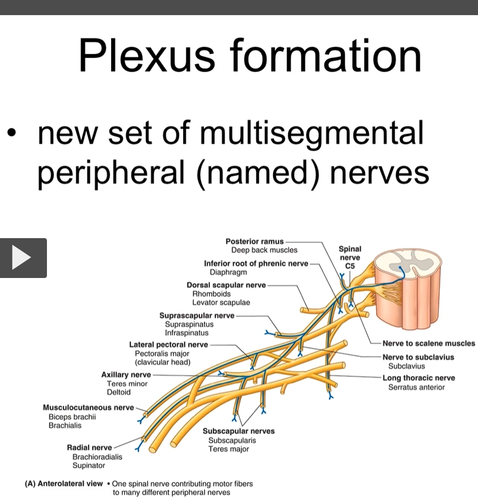 <p>the formation of plexus is very important because it leads to a new segment of multi-peripheral nerves.</p><p>as you can see here, from a cell that is specifically in the C5 region of the spinal cord, we can have the formation/contribution to various nerves. </p><p>one spinal nerve is contributing to motor fibers to many different peripheral nerves</p>