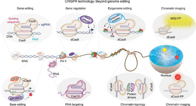 <p>Enables introduction of DNA sequence changes that correct genetic defects in whole animals, such as replacing a mutated gene underlying liver-based metabolic disease</p><p>Allows DNA sequence changes in pluripotent embryonic stem cells that can then be cultured to produce specific tissues, such as cardiomyocytes or neurons, which could also eventually treat human disease.</p><p>Can replicate the genetic basis for human diseases in model organisms</p><p>Can change the DNA in the nuclei of reproductive cells that transmit information from one generation to the next (an organism's “germ line”).</p><p>Can thus alter the genetic makeup of every differentiated cell in an organism, ensuring that the changes will be passed on to the organism's progeny.</p><p>Changes to the human germ line could be made using this simple technology</p>