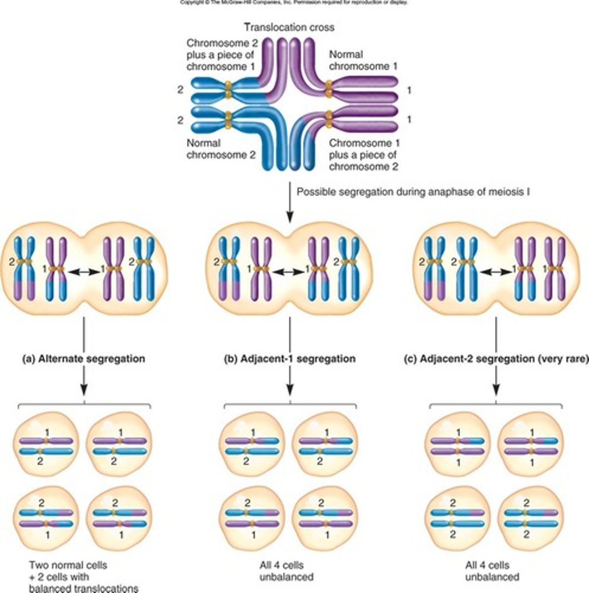 Chapter 8 Flashcards Variation in Chromosome Structure and