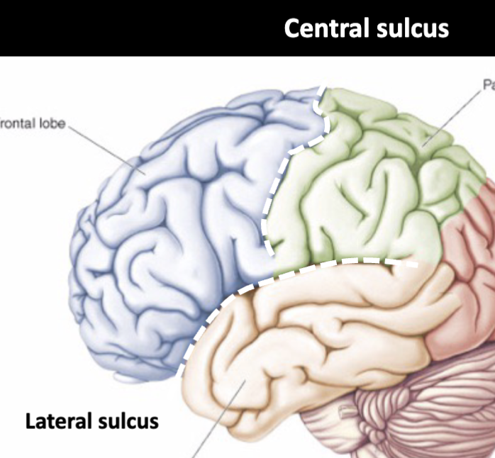 <p>Central Sulcus&nbsp;</p><ul><li><p>Prominent, deep groove that runs roughly in the middle of the lateral surface of the cerebral hemisphere </p></li></ul><p>Lateral Sulcus</p><ul><li><p>Deep fissure (also called the <strong>Sylvian fissure</strong>) that separates the temporal lobe from the frontal and parietal lobes</p></li></ul><ul><li><p><strong>Lobe Division:</strong></p><p><span>Separates the frontal lobe from the parietal lobe, while the lateral sulcus (also known as the Sylvian fissure) separates the frontal and parietal lobes from the temporal lobe below</span> </p></li></ul><p></p>