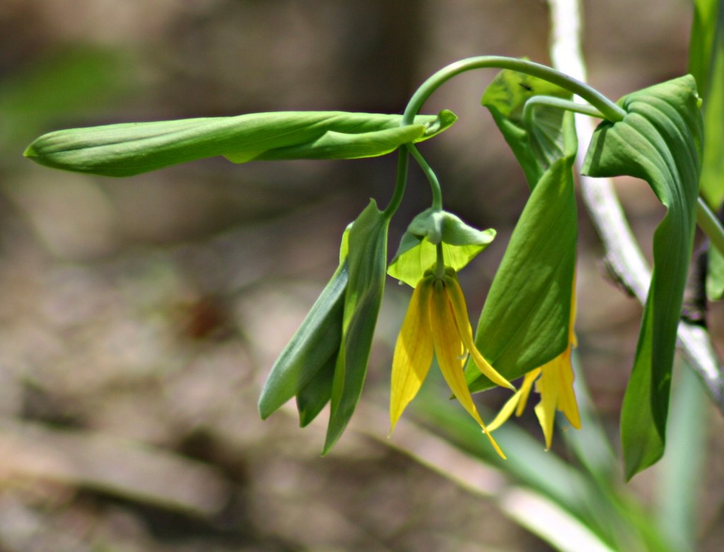 <p>yellow bellwort</p>