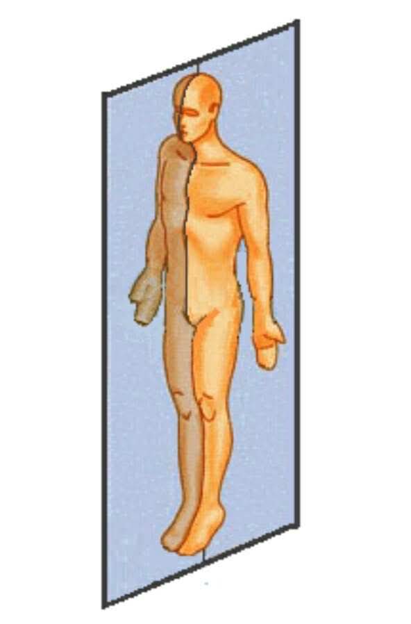 <p>What plane is this called? It is divides the body in the middle.</p>