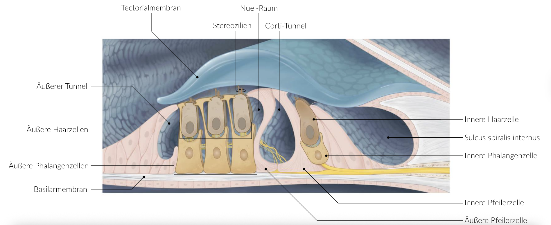 <p>B. Inner hair cells of the cochlea</p>