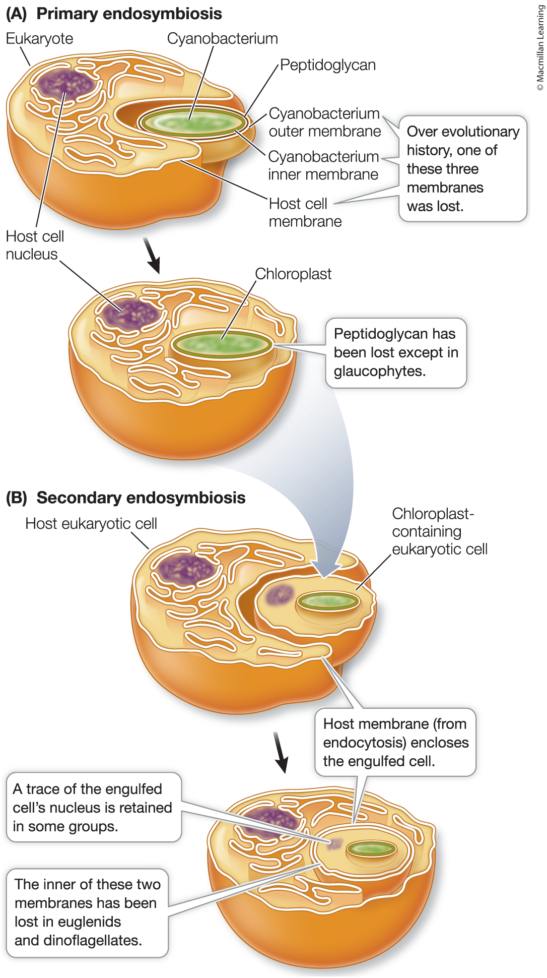 <p><span>The engulfment of a cyanobacterium by a larger eukaryotic cell that gave rise to the first photosynthetic eukaryotes with chloroplasts</span></p><ul><li><p>always internal </p></li></ul><ul><li><p>gave rise to all of todays chloroplast</p></li></ul><p></p>