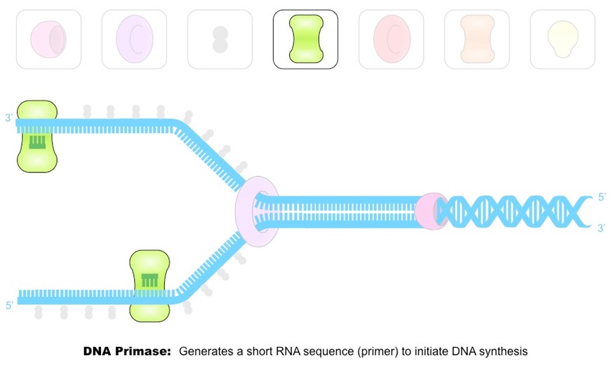 <p>DNA Primase generates a short RNA primer (about 10-15 nucleotides) on each of the template strands. The RNA primer provides an initiation point for DNA polymerase III, which can extend a nucleotide chain but not start one. </p>