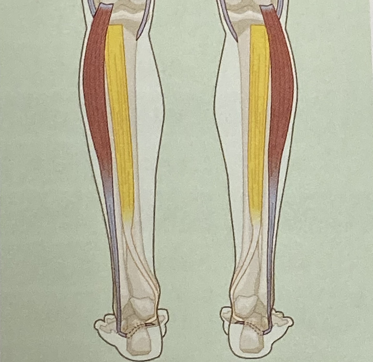 <ul><li><p>category: lower leg musculature</p></li><li><p>origin: starts at the posterior surface of the tibia and fibula</p></li><li><p>insertion: ends at most of the tarsal bones</p></li><li><p>isolated function: concentric plantarflexion and inversion</p></li><li><p>integrated function: eccentric dorsiflexion and eversion</p></li><li><p>stabilizes the arch of the foot</p></li></ul><p></p>
