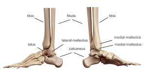 <p>above the calcenous still on the tibia</p>