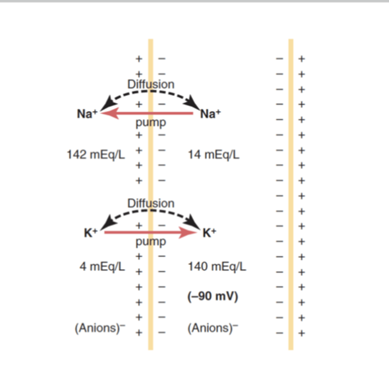 <p>What is Membrane potential? </p>