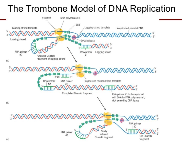 <p>describes how the lagging strand of DNA loops out, like a trombone's slide, to allow both leading and lagging strands to be synthesized simultaneously at the replication fork by coupled enzymes, coordinating the continuous leading strand with the discontinuous, fragment-by-fragment (Okazaki fragments) synthesis of the lagging strand, with the loop growing and then releasing as the polymerase hops to the next site. </p>