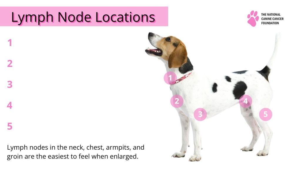 <p>label lymph node locations (not in picture - ears)</p>